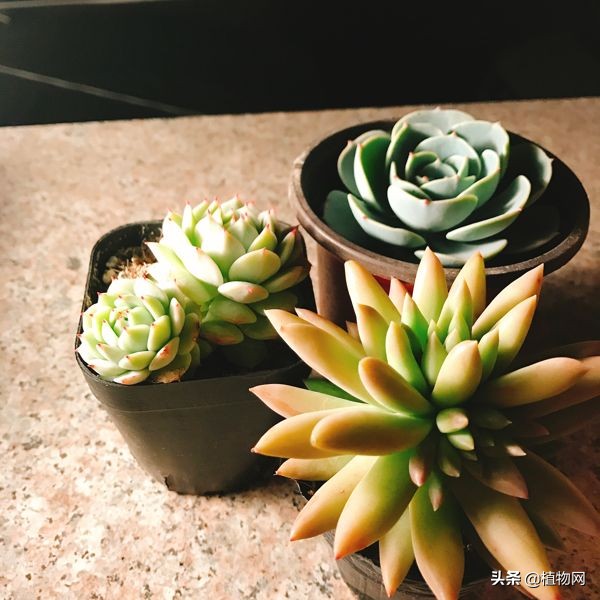 玉蝶怎么养,玉蝶怎么养变大