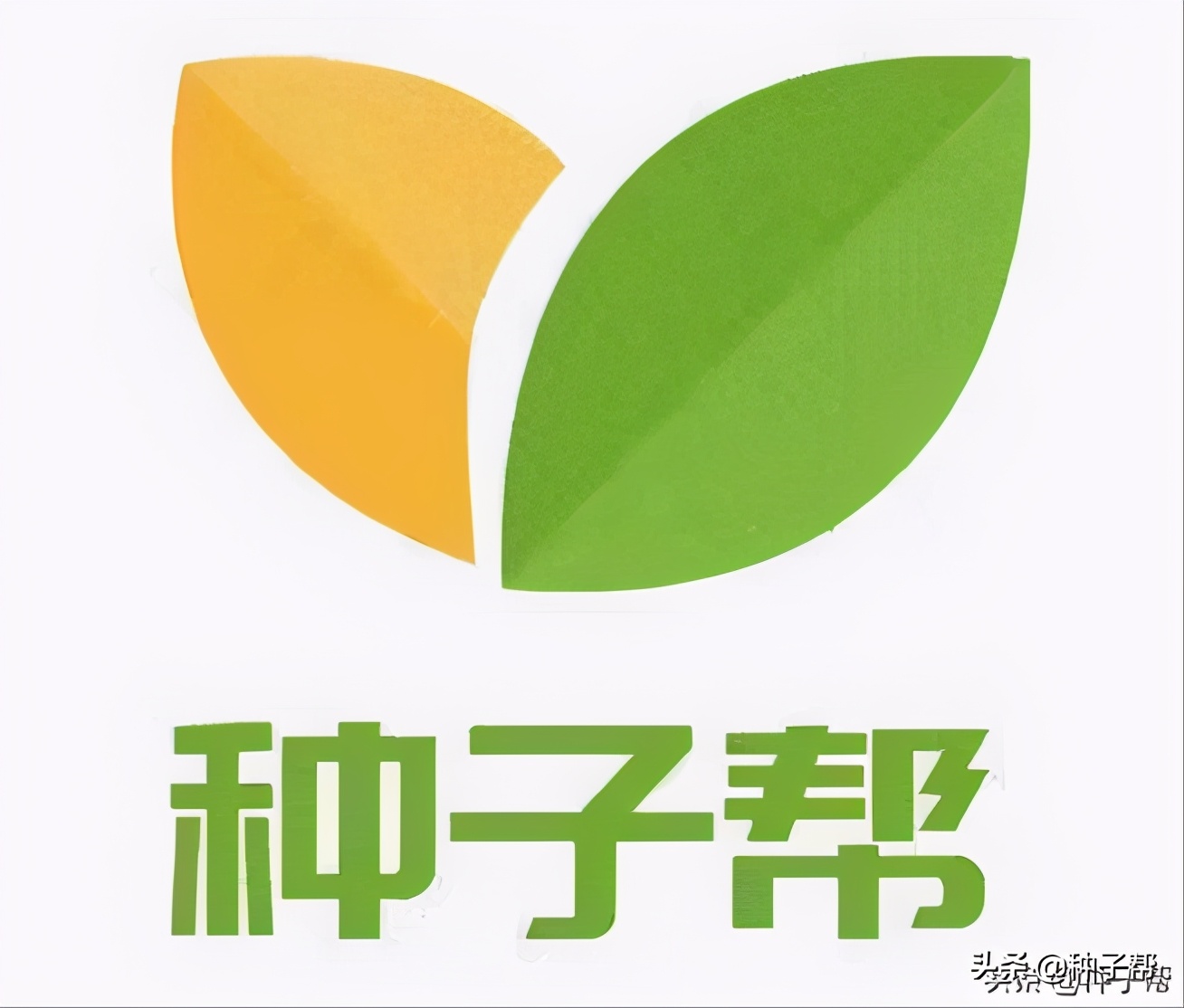 四季海棠开花后怎么处理谢的花,四季海棠每年什么时候发芽开花