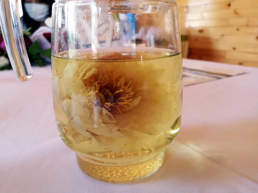 牡丹有哪些新品种,牡丹怎样培育新品种视频讲解