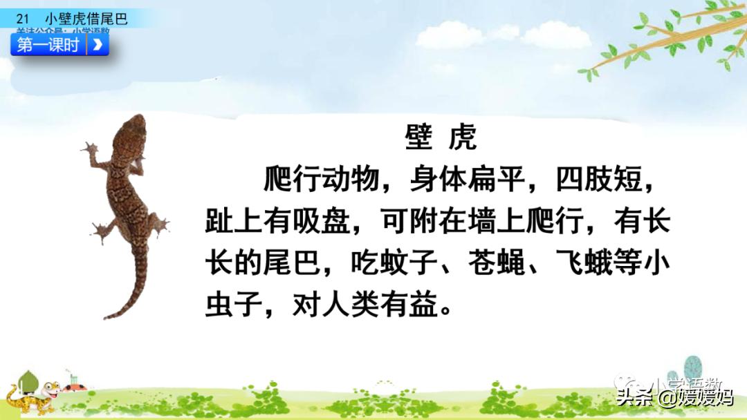 一年级小壁虎借尾巴原文图片,小壁虎借尾巴优质课一等奖