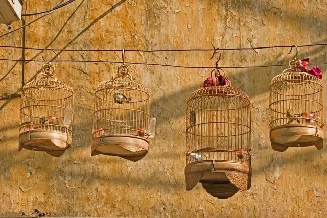 鸟笼子收藏大全,鸟笼收藏重器