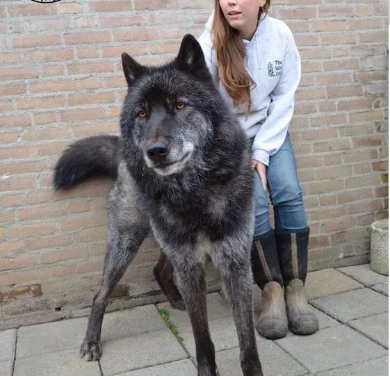 世界各国大型猛犬排名,世界各国猛犬排名