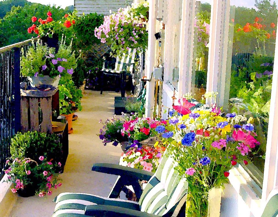 我准备在阳台种一盆非洲凤仙，谁知种着种着成了一阳台凤仙花