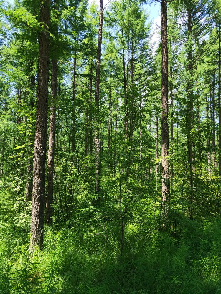 美丽的高岭塞罕坝,美丽的高岭朗诵
