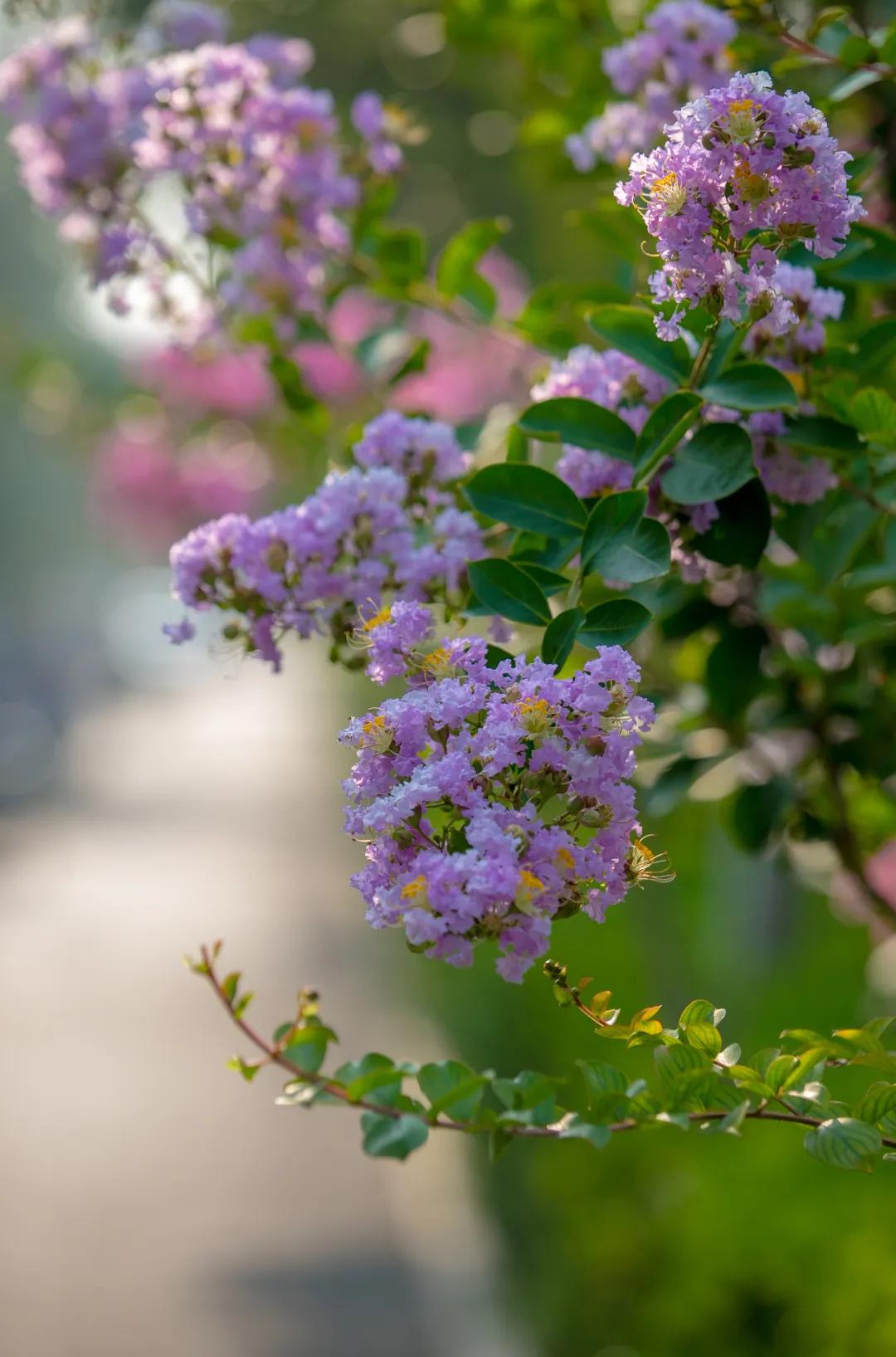 在济南花式避暑,一见“清”心!只需一瞥,便足以把酷夏原谅…