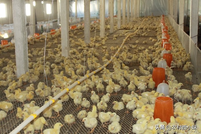 养殖鸡长得慢怎么办呢,养殖鸡为什么变轻