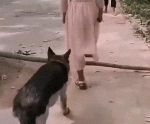 微胖渐欲迷人眼分分钟缴械投降的动态图