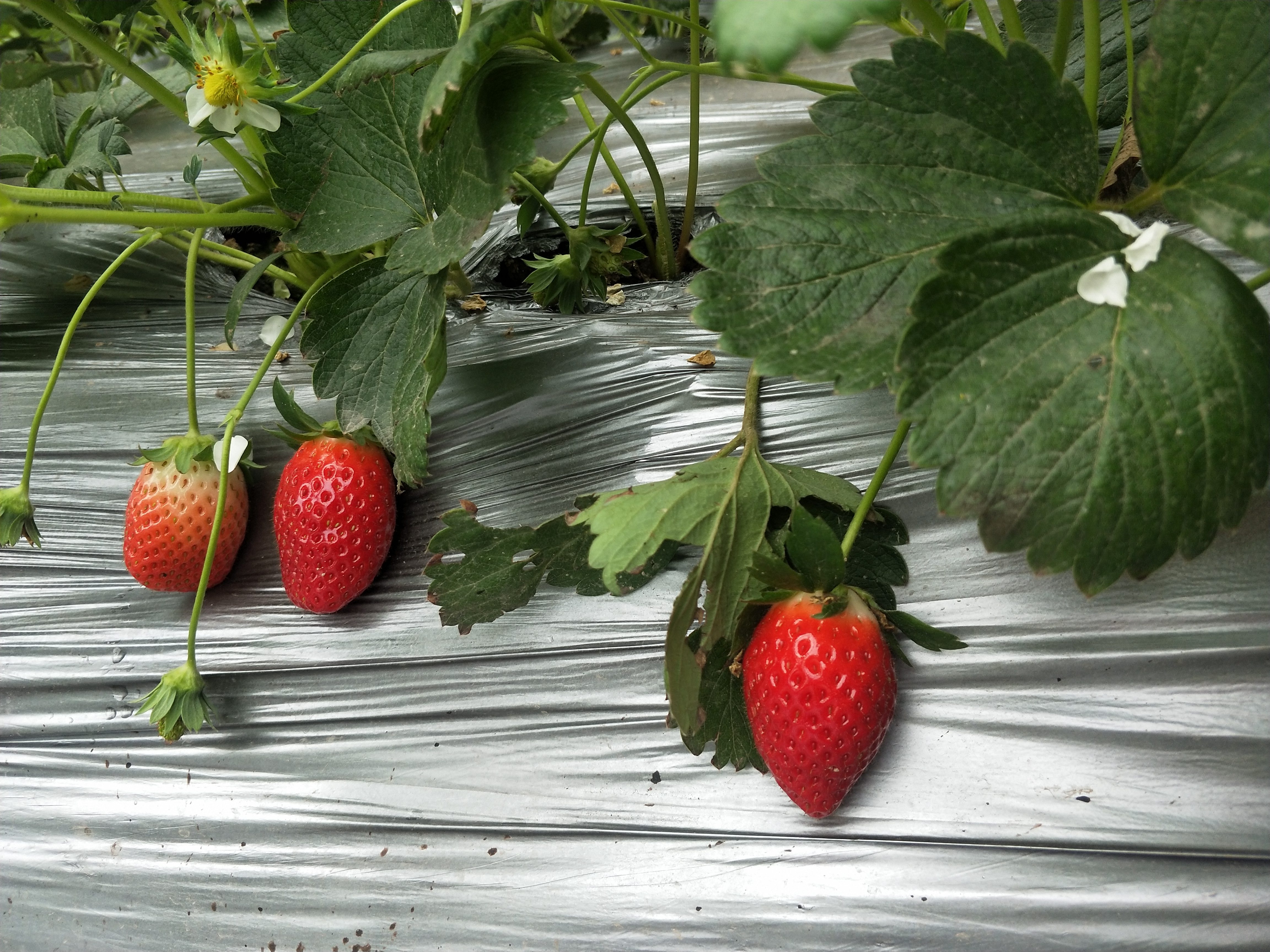 大棚滴水严重咋回事,大棚棚膜滴水问题怎么解决