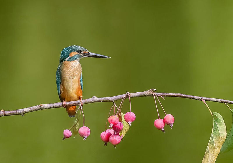 除了稳,选材和颜值拿捏到位-佳鑫悦AR05CII神驹三脚架