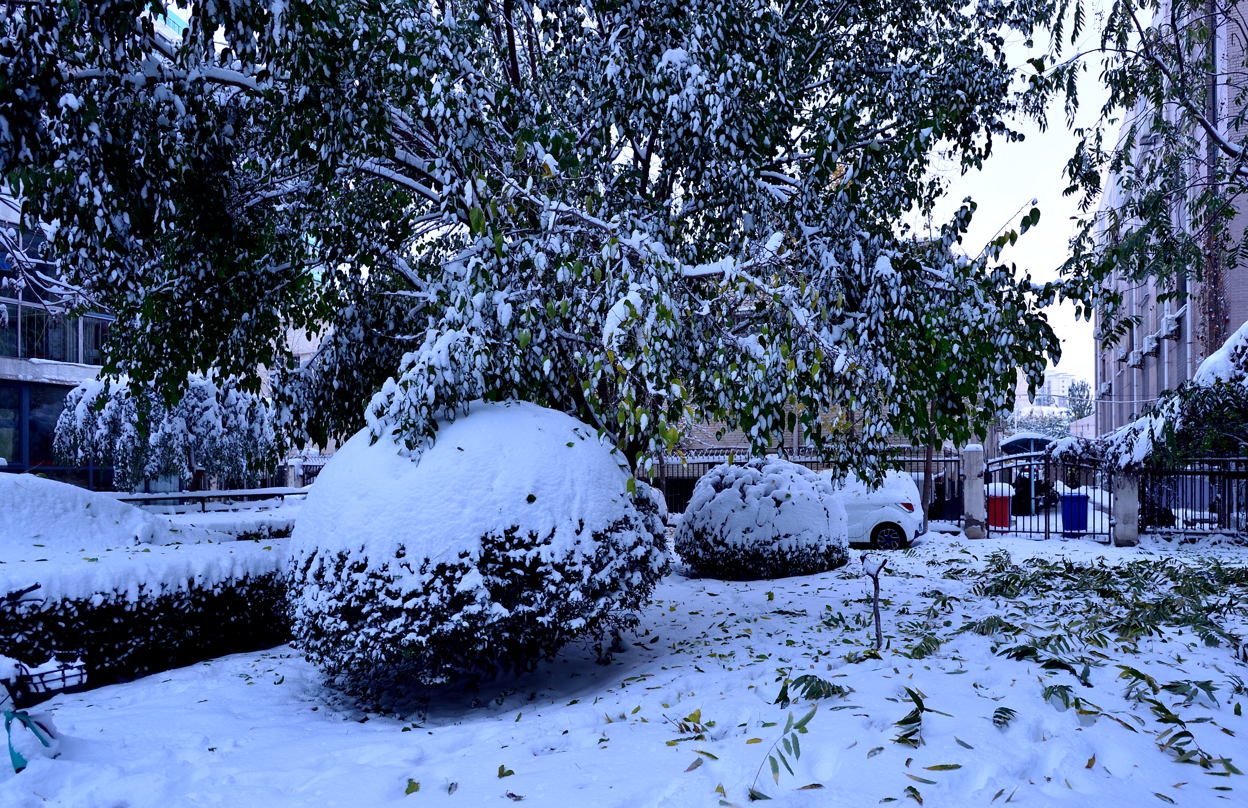 2021天津第一雪水畔花园小区装扮得更加圣洁和美丽