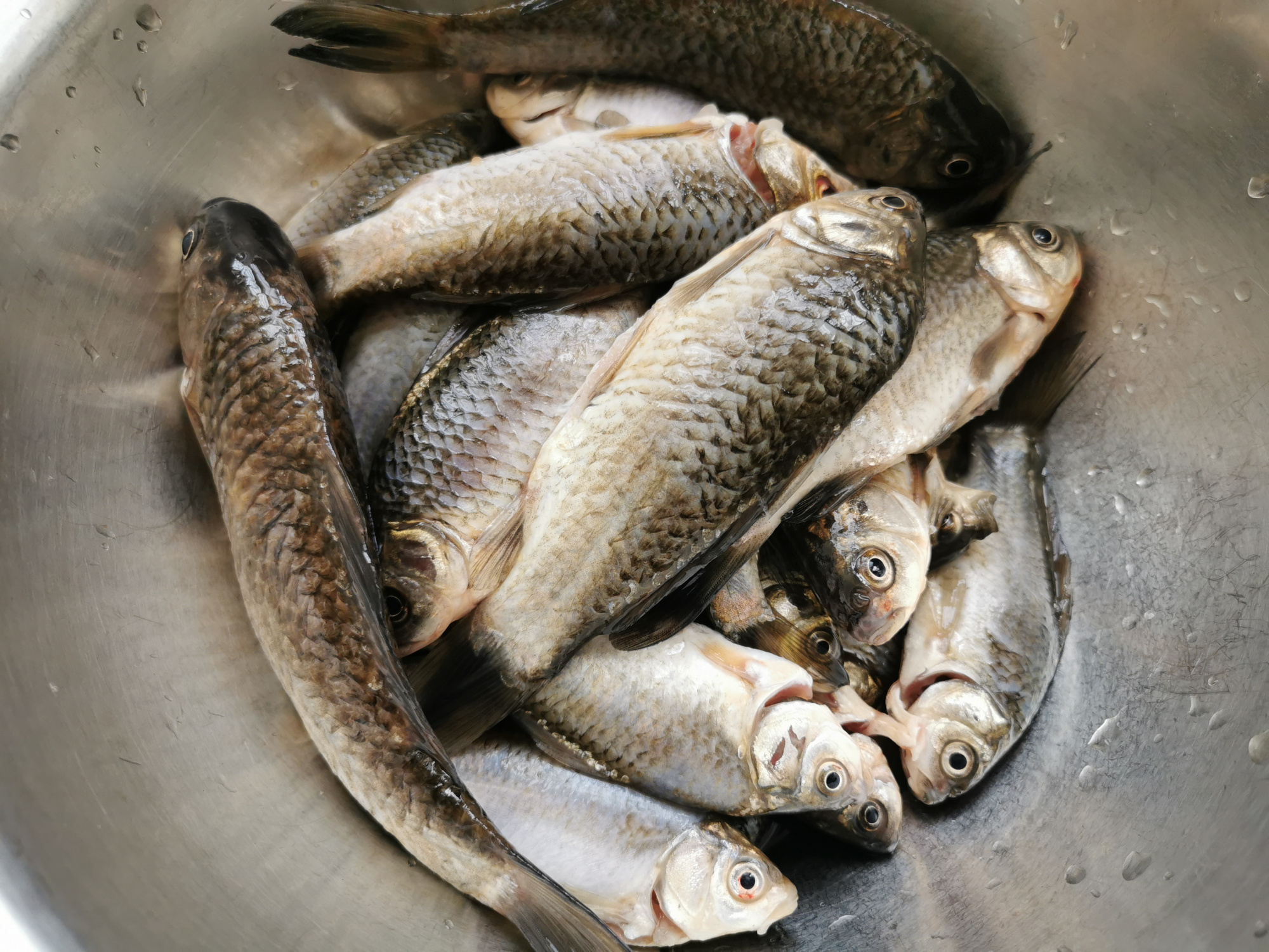 老人喝什么鱼汤最好,什么鱼不适合熬鱼汤