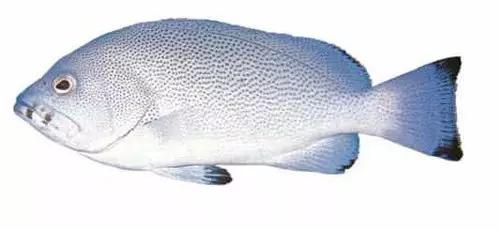 十种受欢迎的海鲜鱼类,最名贵的海鲜鱼类