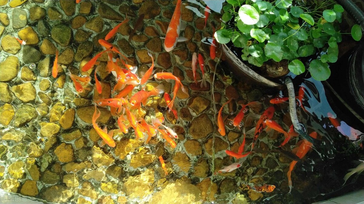 在买金鱼时买什么样的金鱼最合适,如何挑选健康的金鱼的技巧