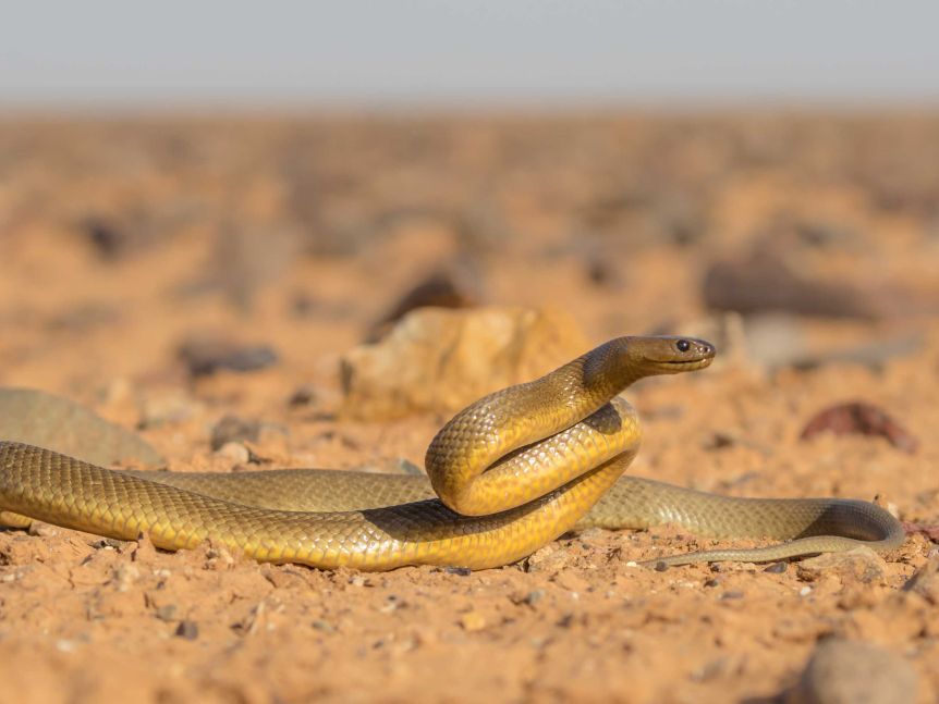 内陆太攀蛇是地球最毒的毒蛇，为什么致死率却是0？