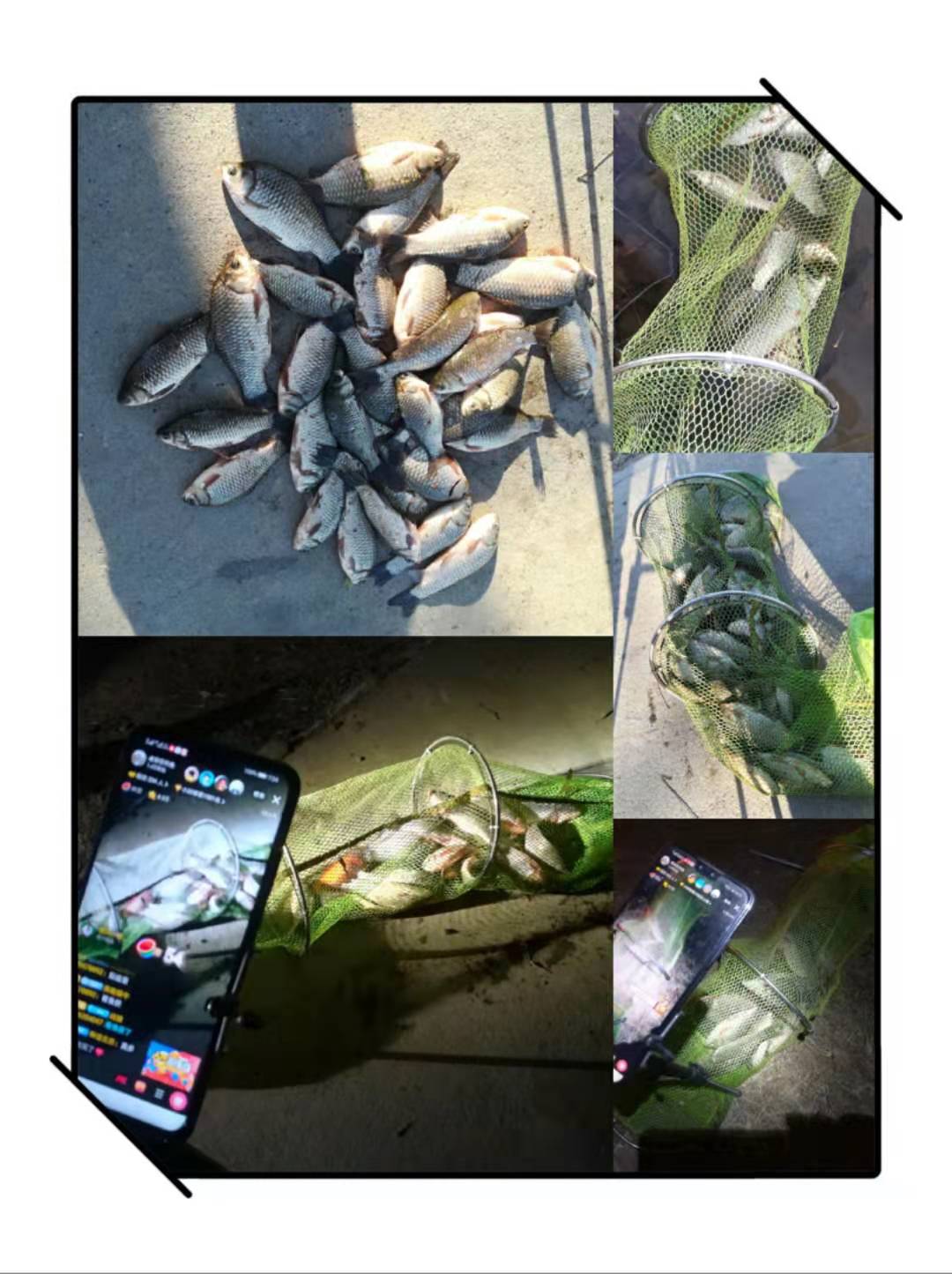 北京钓鱼野钓好地方大石河,北京哪的河野钓最佳