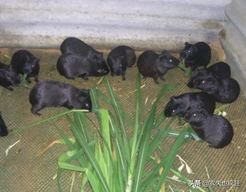 城里有人养宠物鸡,城里养一只母鸡当宠物