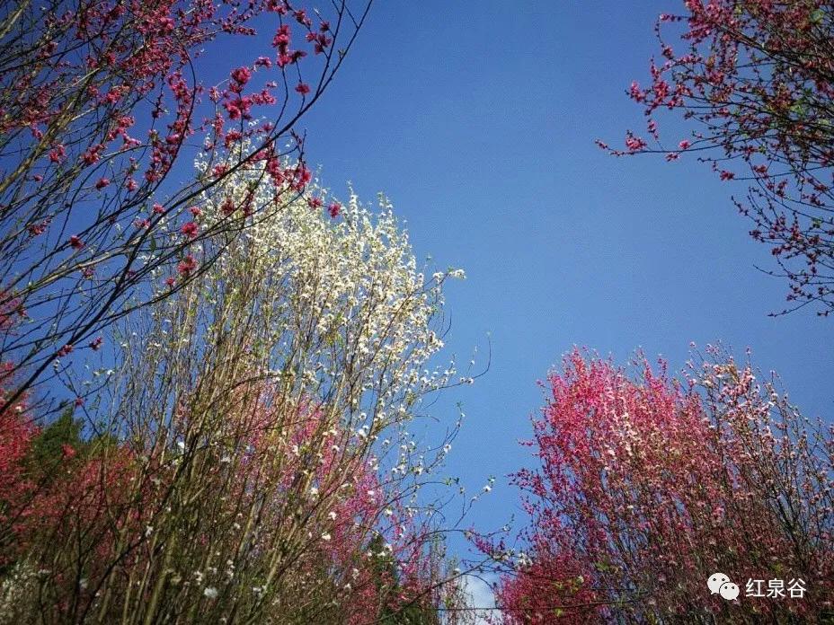 成都桃花花海,成都绕城周边花海