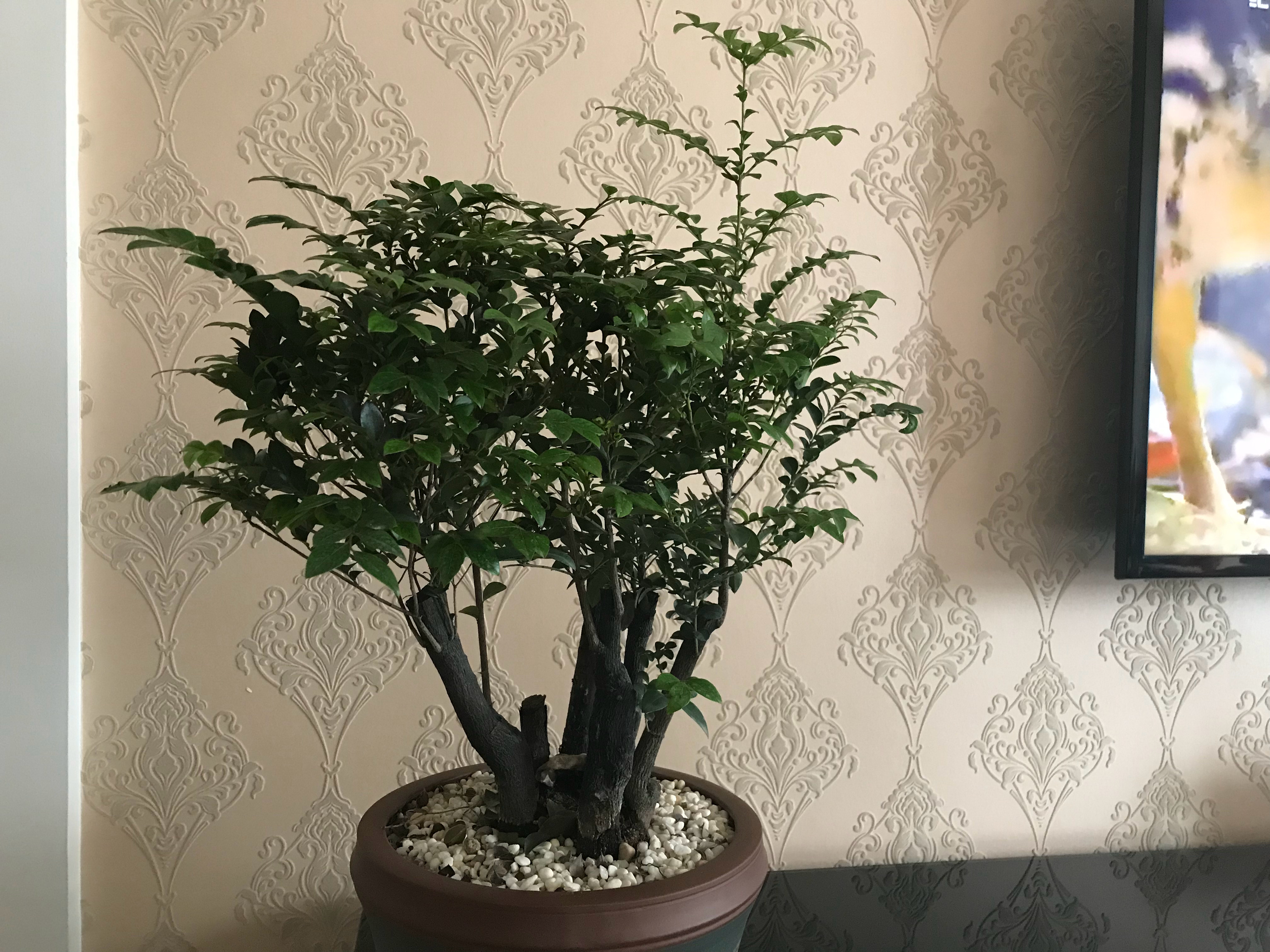 真假小叶紫檀盆景鉴别图,你的小叶紫檀还好吗