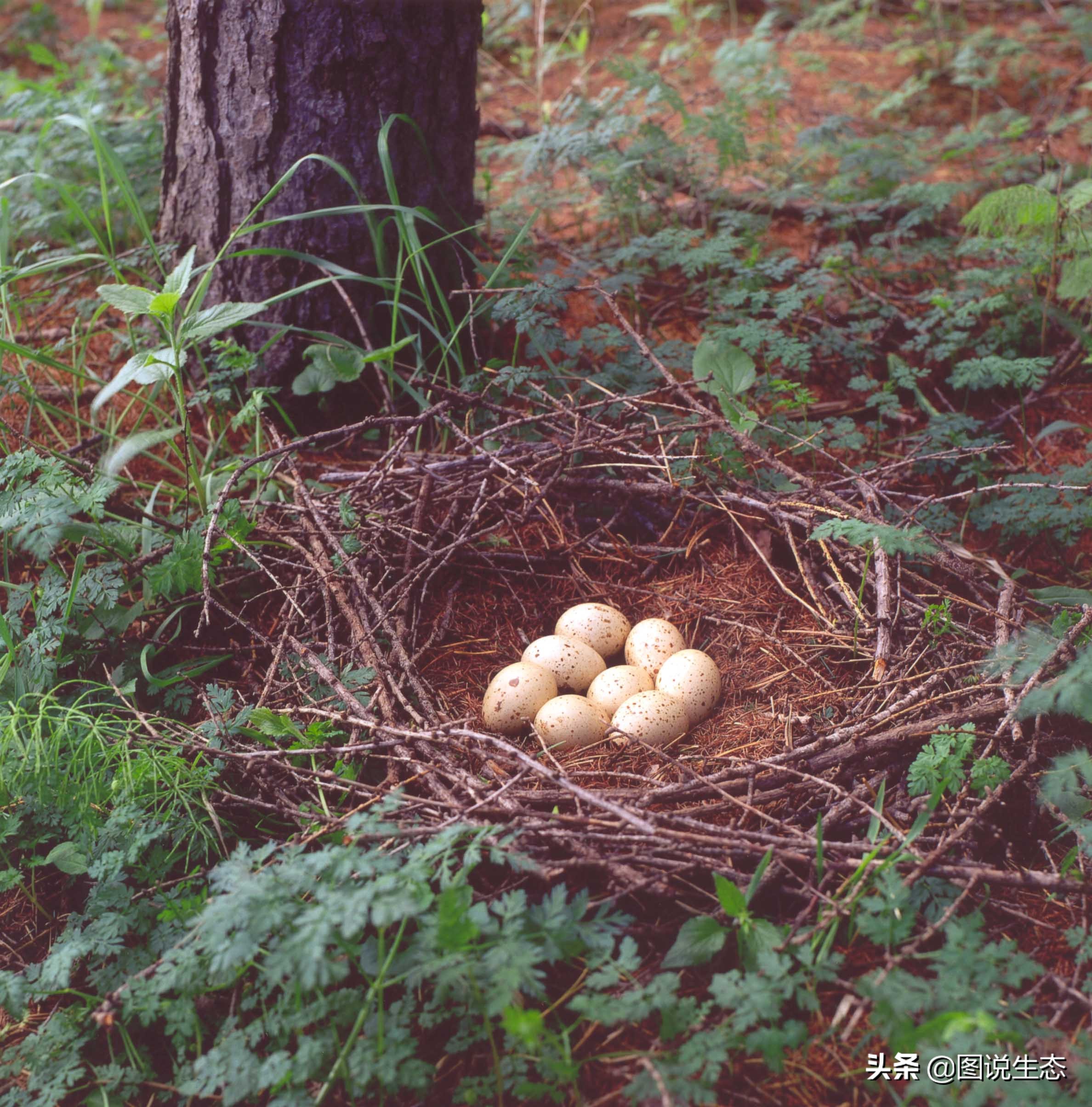 写出最真实的塞罕坝，永远是居住在塞罕坝的主人，请听他们如何说