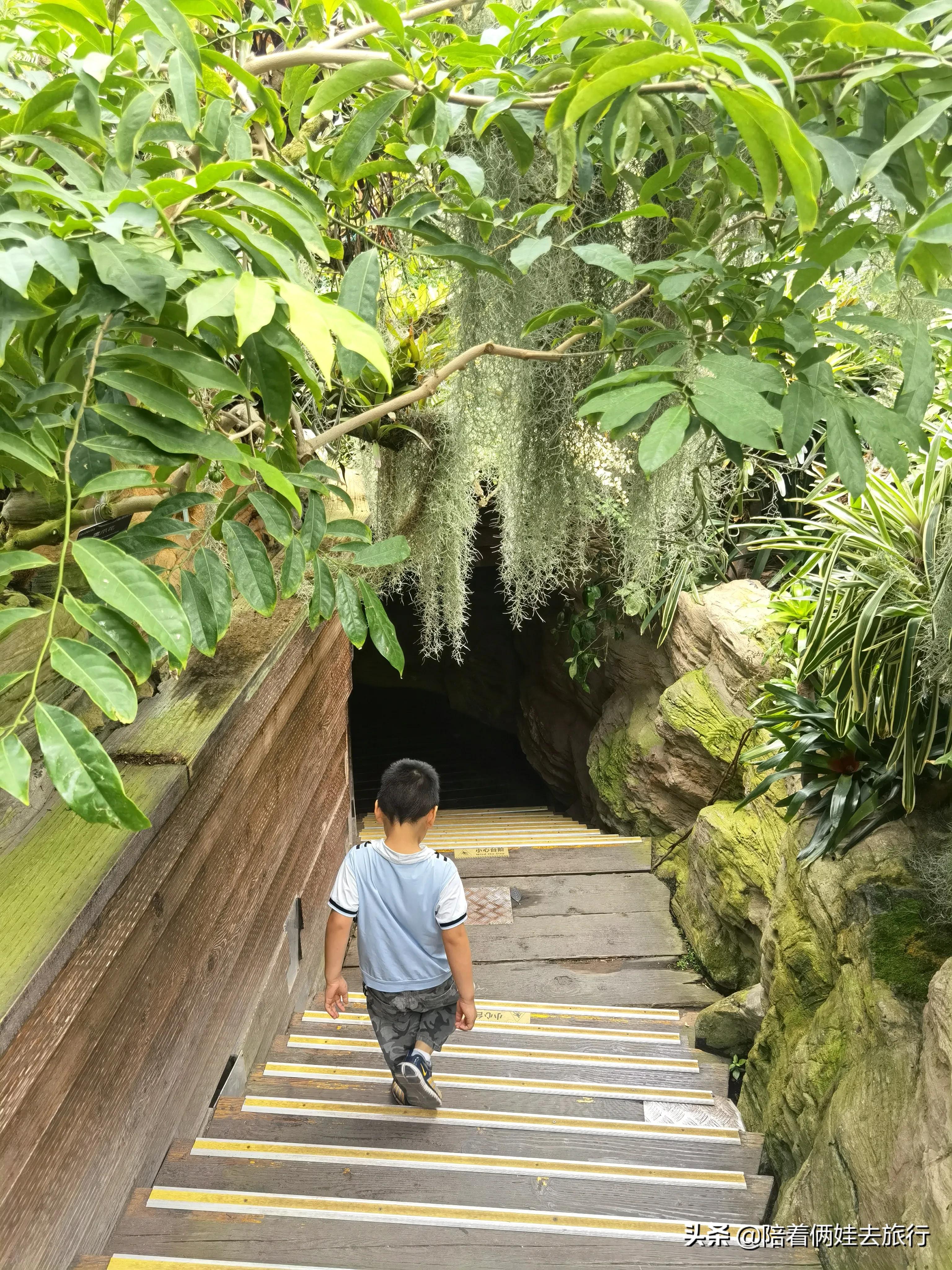 上海辰山植物园矿坑花园,辰山植物园矿坑花园修好了吗