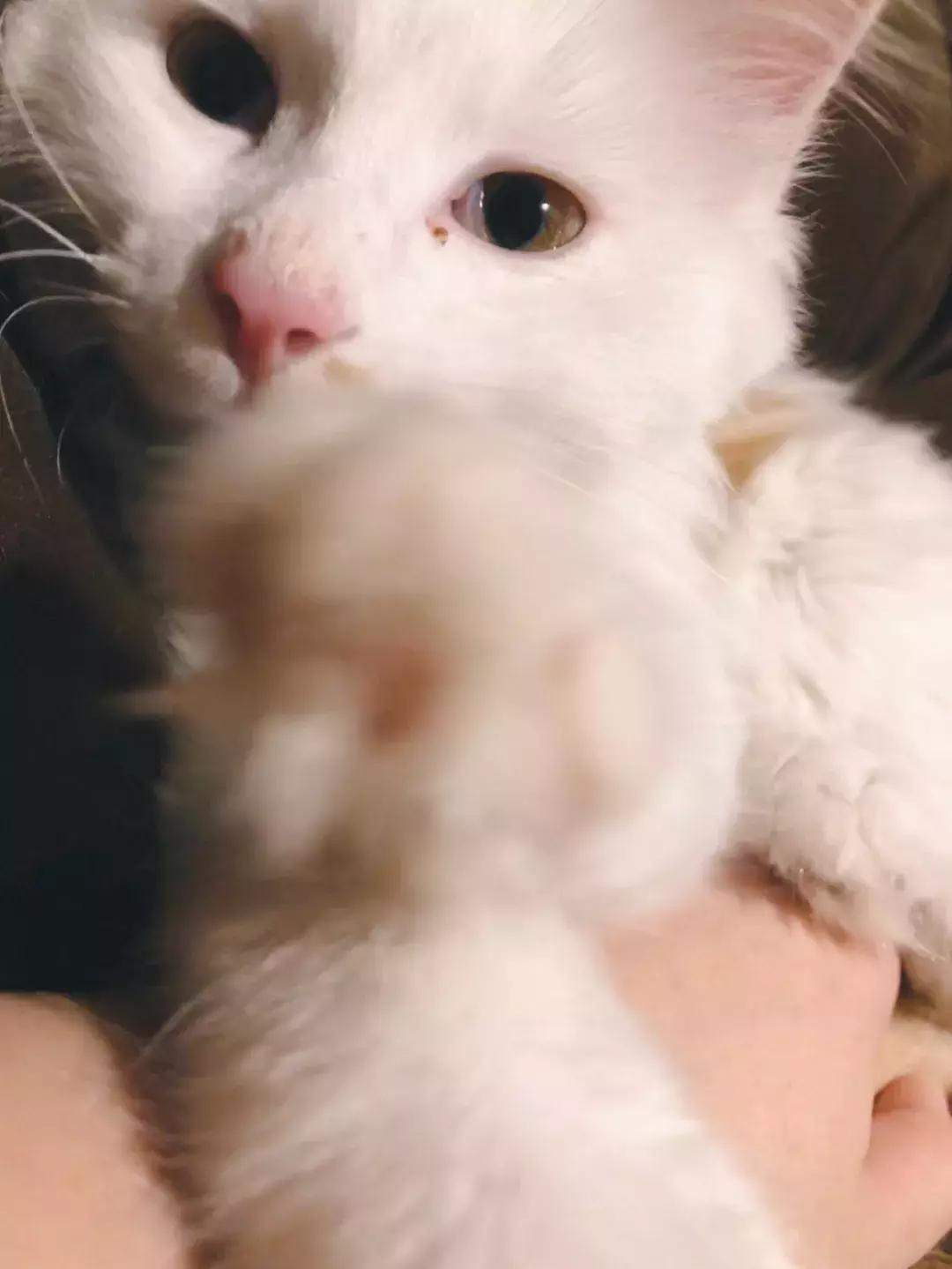 上次没领到猫的亲们，第二波小盆友来啦