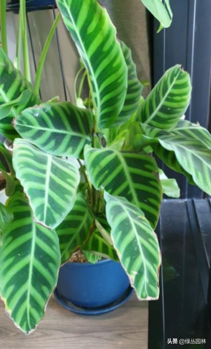 武汉养花技术哪里培训,北京养花小技巧