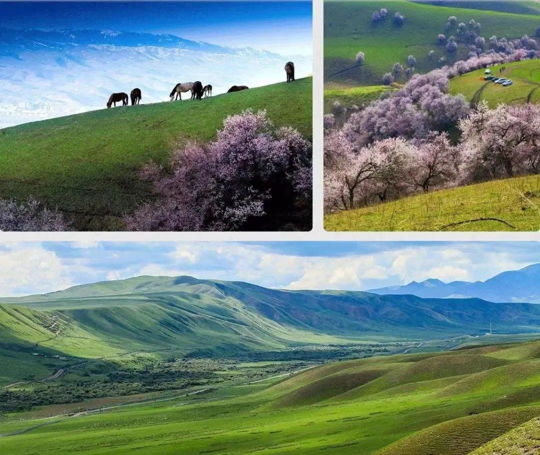 丝路酒庄收获葡萄酒,丝路酒庄红酒