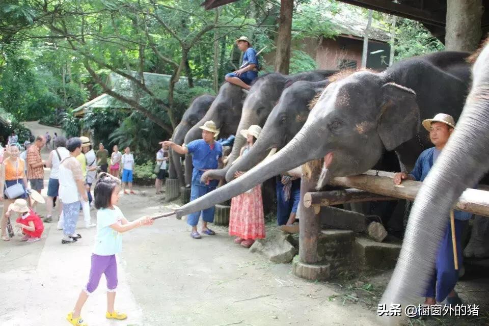 泰北玫瑰的英文,泰北玫瑰图片