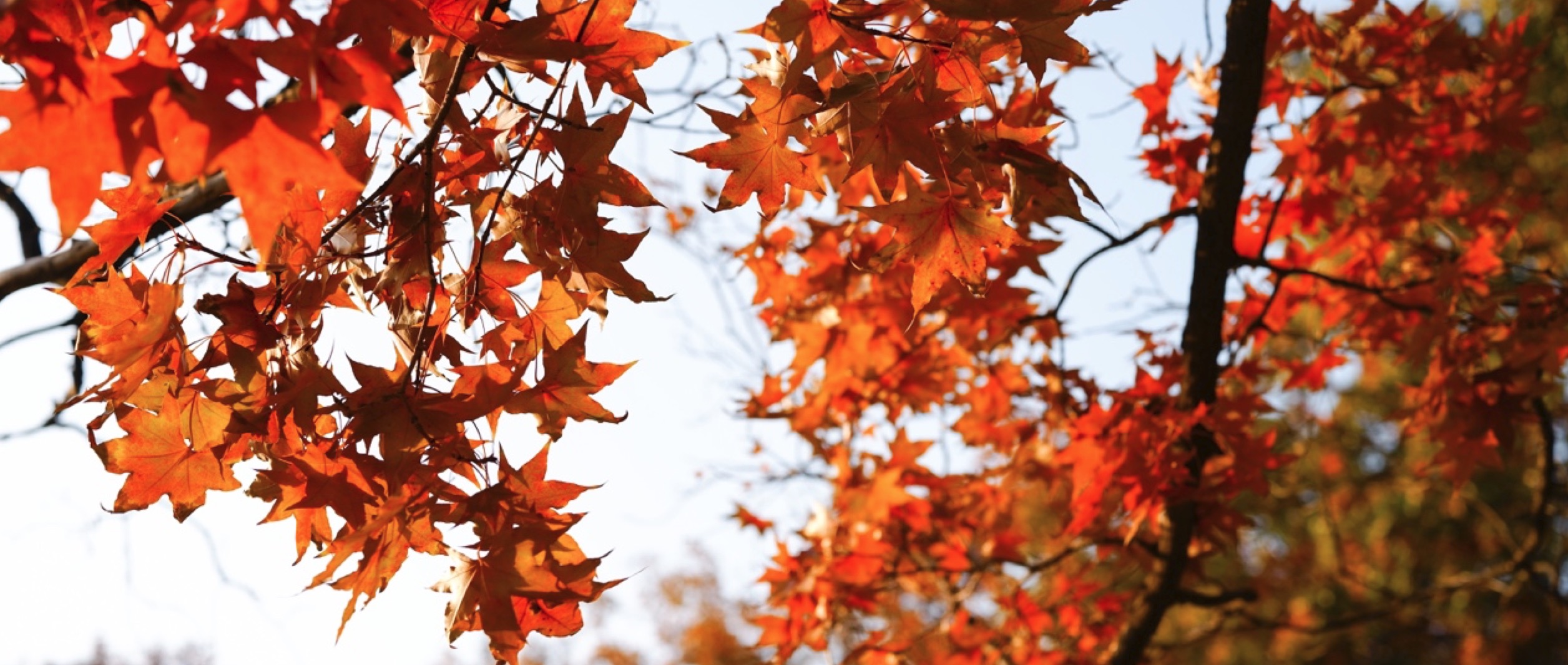 适马fp全画幅相机怎么样,适马fp二代对比什么相机