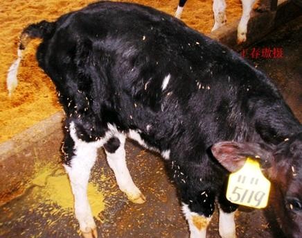 犊牛腹泻痢特灵用法用量,犊牛腹泻的防治措施