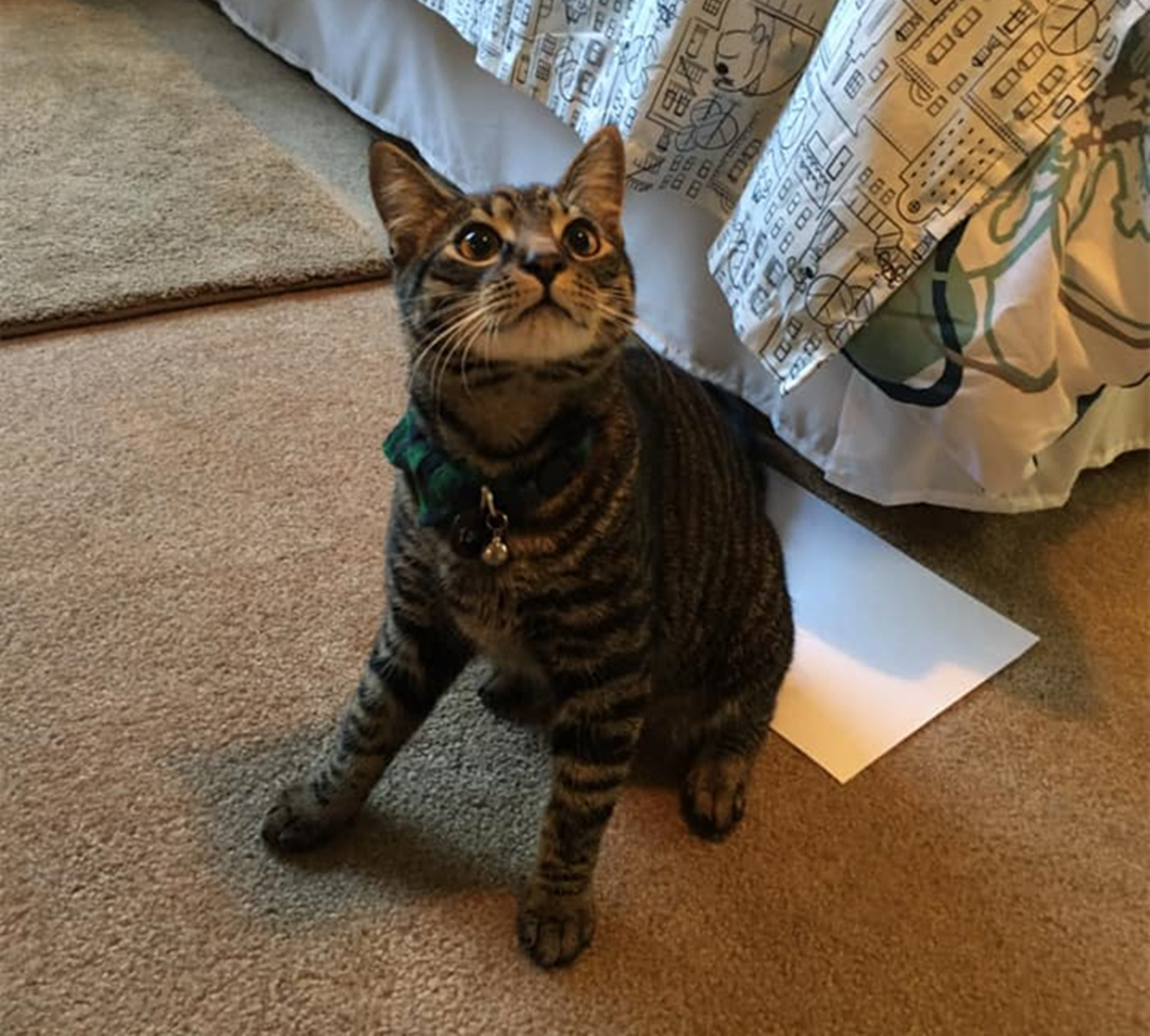 宠物主最担心猫咪什么问题,宠物主最担心猫咪出什么问题