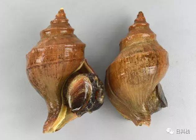 峨螺是什么,厚重峨螺