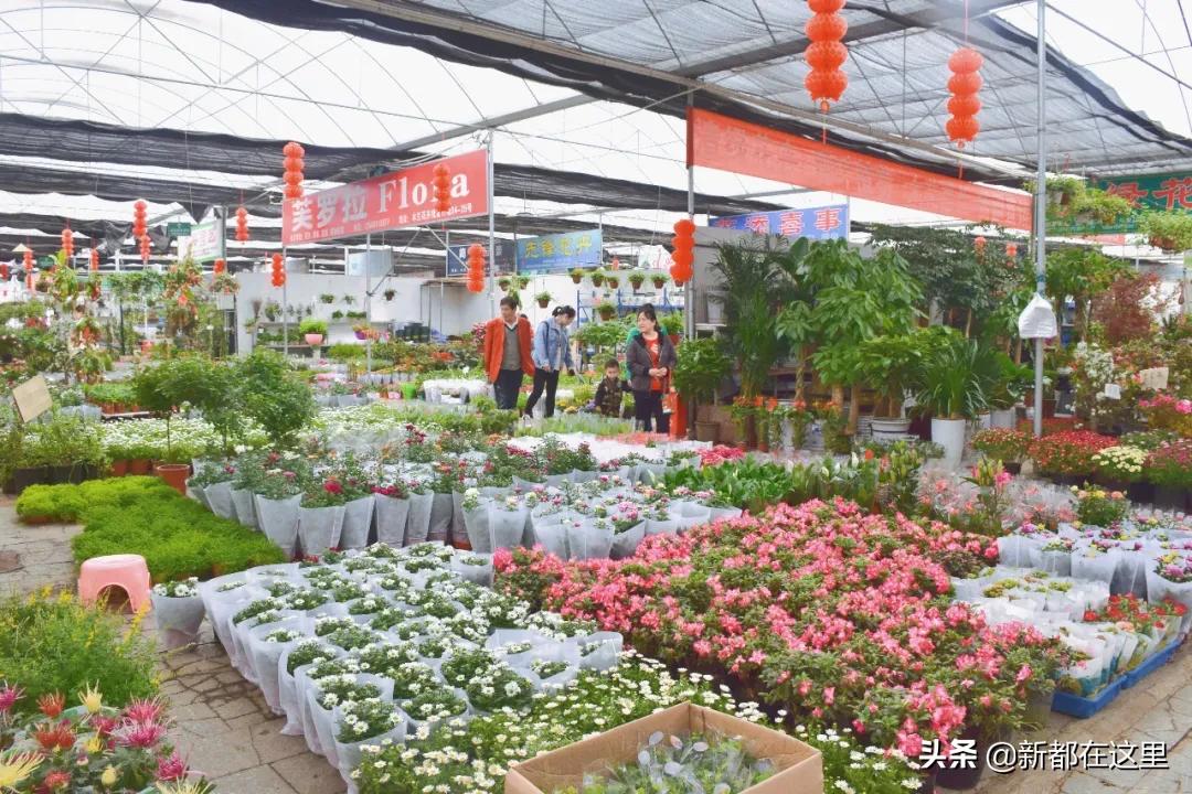 三圣花卉市场正规吗,三圣乡花卉市场今日现状