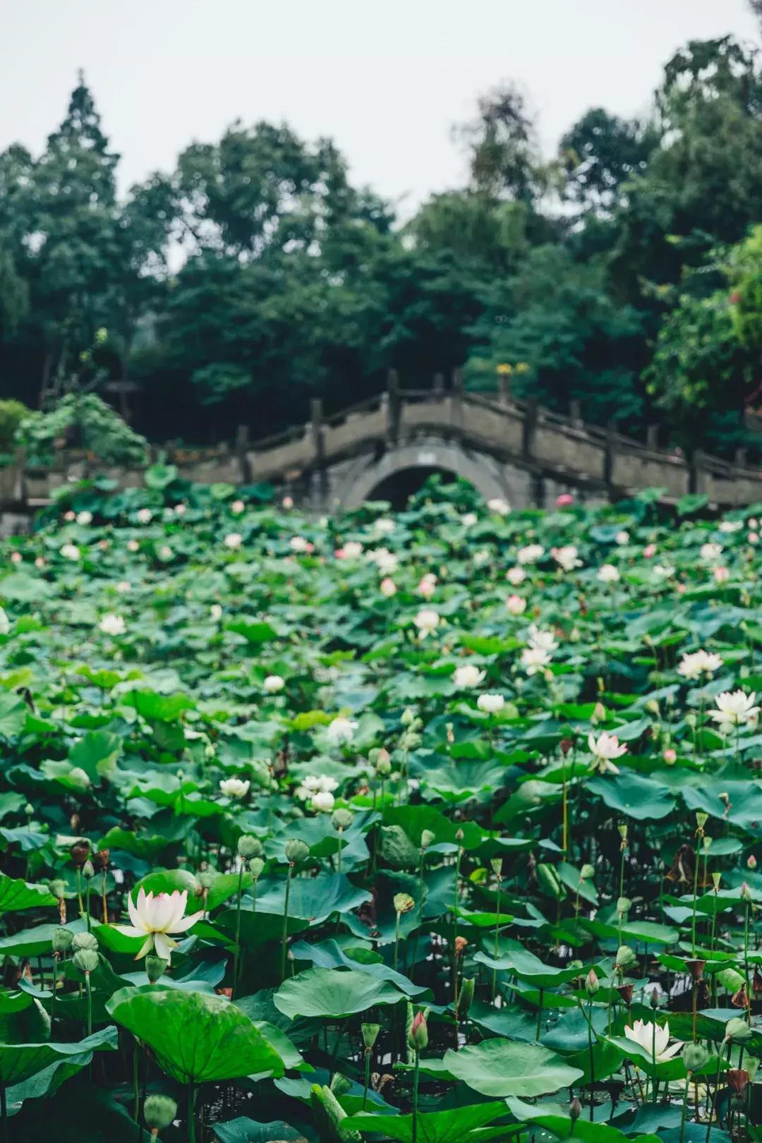成都最美荷花池,成都荷花池有哪些