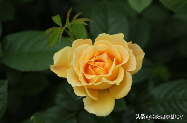 16种双色条纹月季,耀眼的明星月季