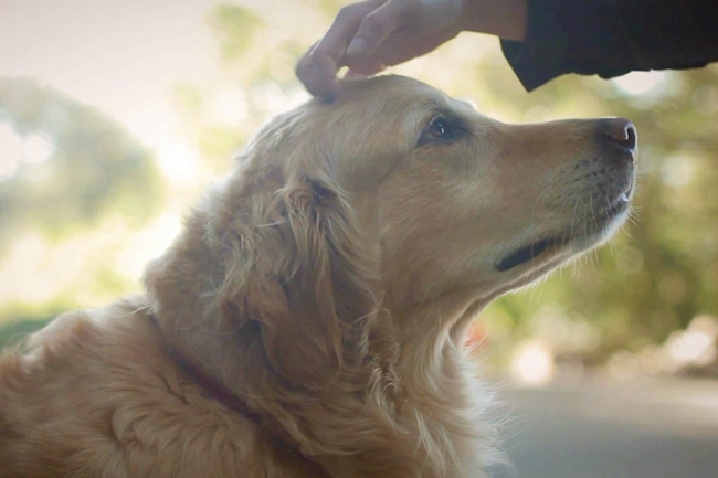 金毛眼睛有白膜怎么办,金毛眼睛边上有黑膜