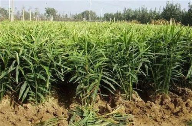 怎样种植一沟双排生姜得高产,于师傅生姜高产技术讲座十二期