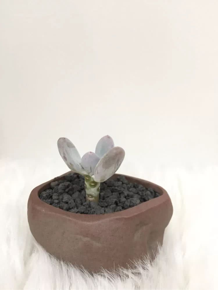 多肉名字怎么记,多肉的品种图片及名字寓意