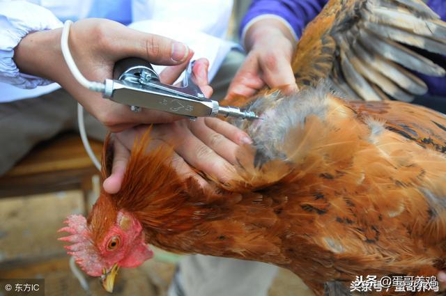 鸡瘟的防治,鸡瘟对养鸡人有害么