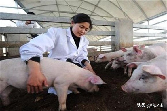 猪外伤怎么解决,如果猪生病会要怎么处理