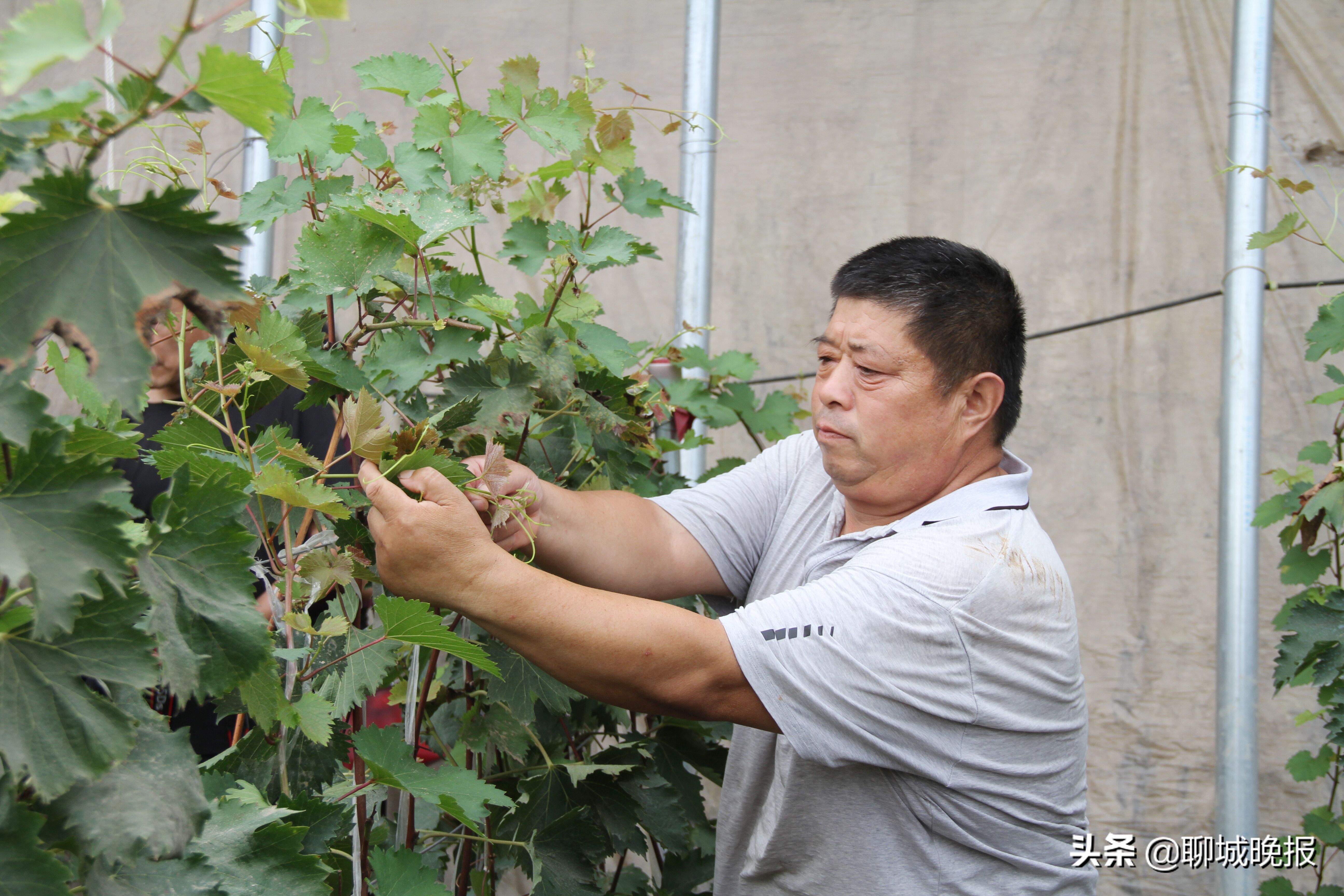 东阿扶贫车间,东阿产业扶贫