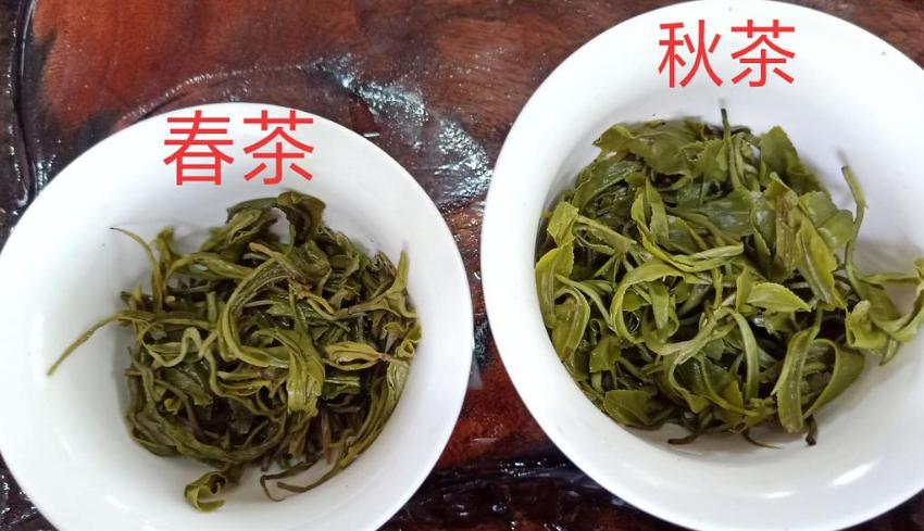 秋茶优点,春水秋香和春茶秋茶的区别