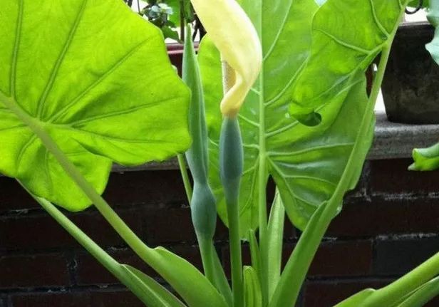 100种常见观叶植物图鉴史上最全,农村常见的100种植物