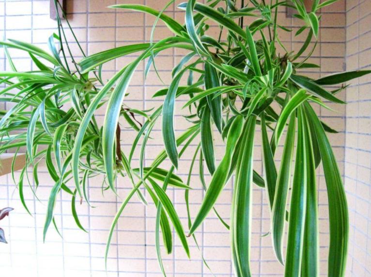 吊兰，是喜阴还是向阳，很多人弄错了，难怪总爱黄叶