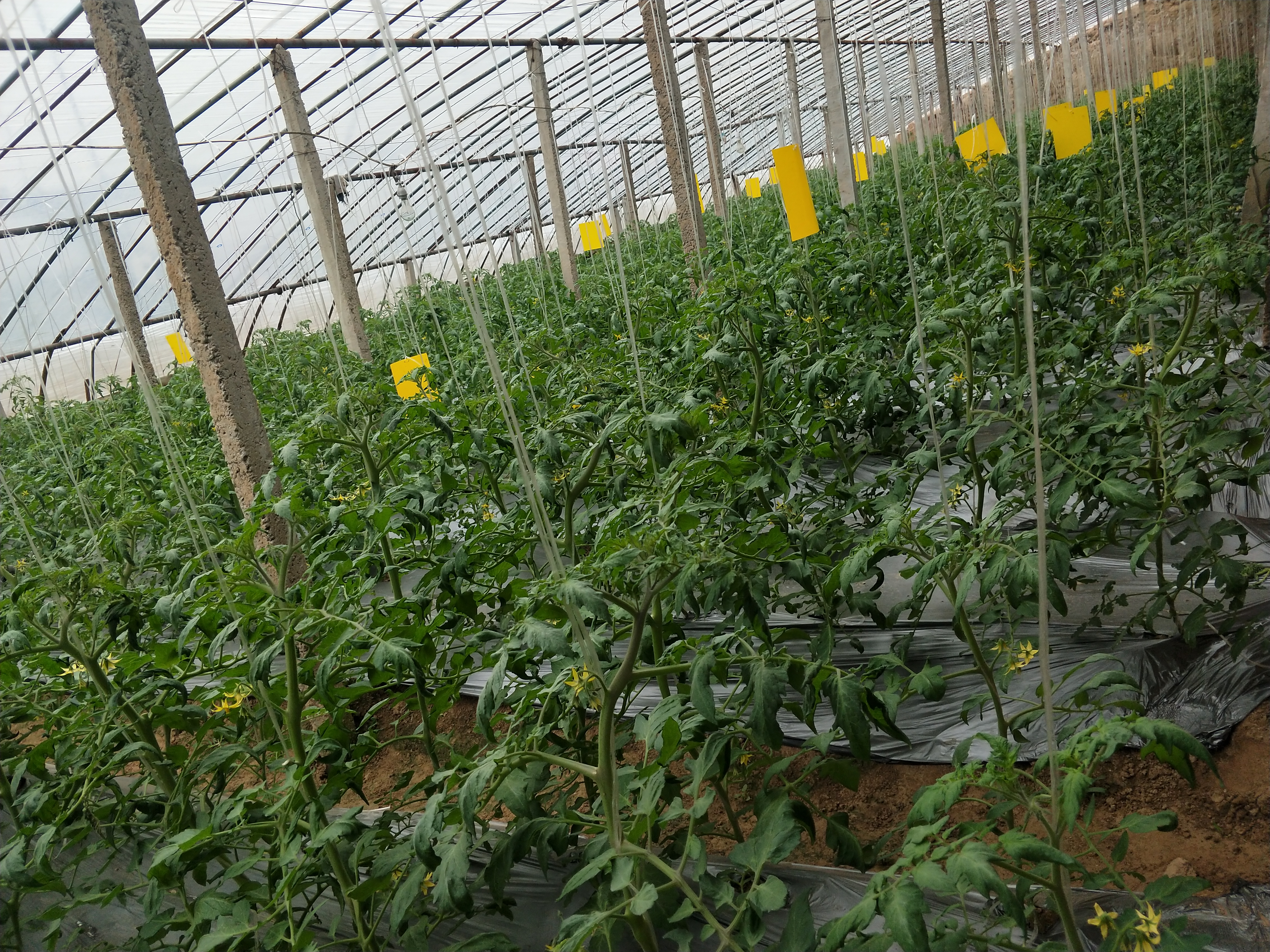 治疗番茄病毒病的配方是啥,防治番茄病毒病的药对人体有害吗