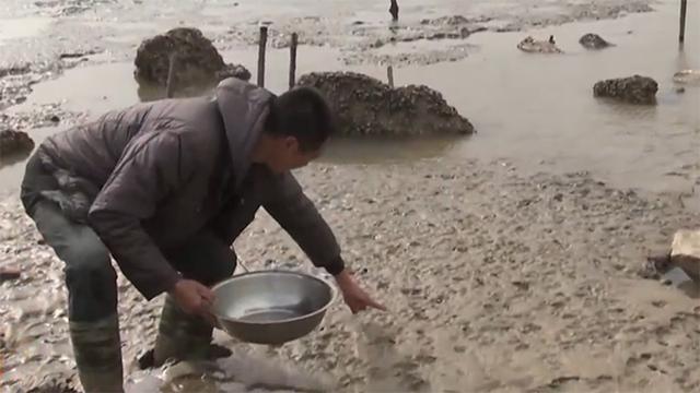 霞浦岐山村做跳跳鱼,霞浦滩涂捕捉跳跳鱼