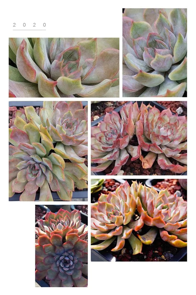 养多肉植物修身养性,多肉的习性和日常养护方法