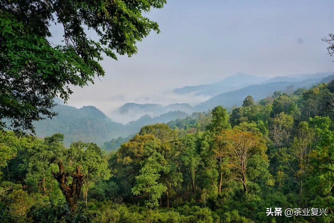 古树茶的作用和价值,古树茶营养价值