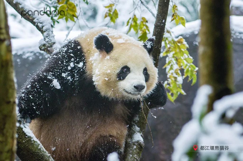 冬天就是要拥抱,冬季拥有温暖的抱枕