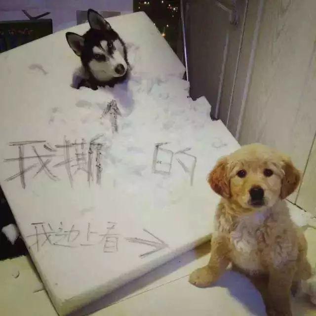 狗狗独自在家能待5天会怎样,每次狗狗自己在家都在想些什么呢